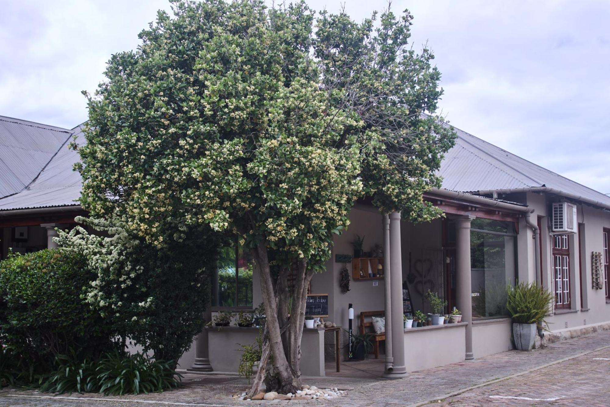 De Akker Guest House Oudtshoorn Εξωτερικό φωτογραφία